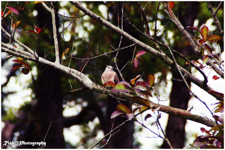 Rishabh Jaiswal Photography